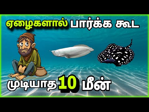 ஏழைகளால் நேரில் பார்க்க முடியாத 10 மீன்கள் 😫 | ஒரு மீனின் விலை 3 கோடிக்கும் மேல்