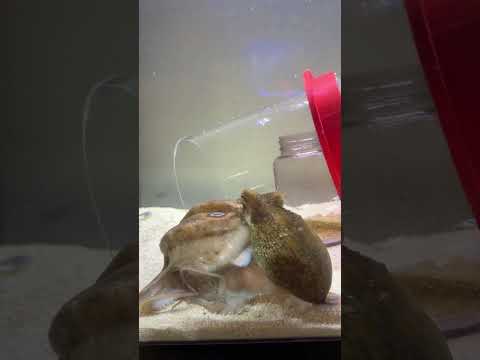 Tommy the octopus catches crab!