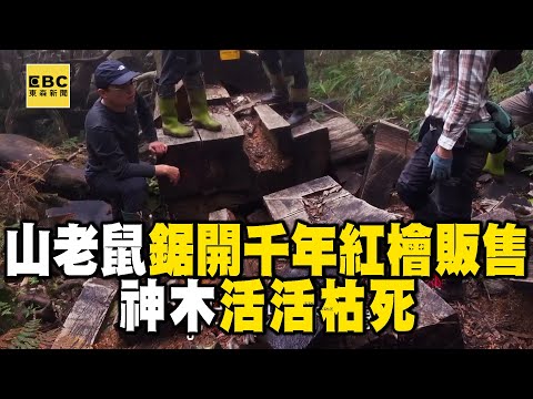【精選】惡劣山老鼠「鋸開千年紅檜」販售！神木遭剖肚「只能活活枯死」 @EARTHFOCUS_EBC ｜舒夢蘭