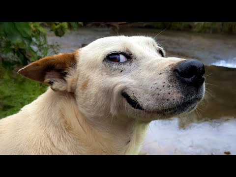 Animals Can't Stop Being Hilarious😂 NEW Funny ANIMALS Video