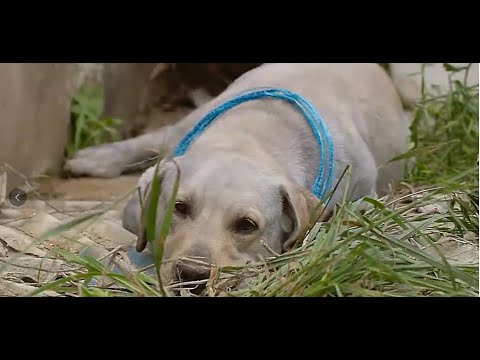 《人狗奇缘》超感人治愈电影！狗狗惨遭主人抛弃，却不离不弃用生命守护了主人！