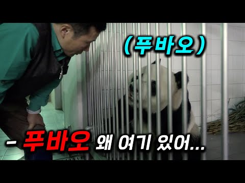 Crazy.. The reason why Fu Bao looked at Jiang Bao with a sad expressionㅜ The country that loves p...