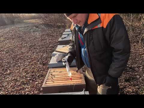 90 - 22. Dezember Winterbehandlung Oxalsäure Volksstärke auf 640 HM