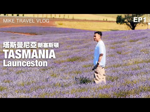 【🦘澳洲塔斯曼尼亞 1】塵世美薰衣草海、黑松露狩獵、搖籃山美景 & 新鮮生蠔!!  🦪 #mikeyuen #塔斯曼尼亞 #澳洲旅遊 #塔斯曼尼亞旅遊 #澳洲 #tasmania