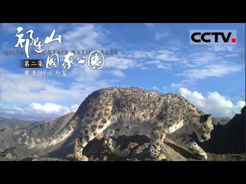 《祁连山国家公园》第2集 Qilian Mountain National Park EP2 它是雪山之王！以飘忽不定的踪迹写下了它们崎岖的命运轨迹【CCTV纪录】