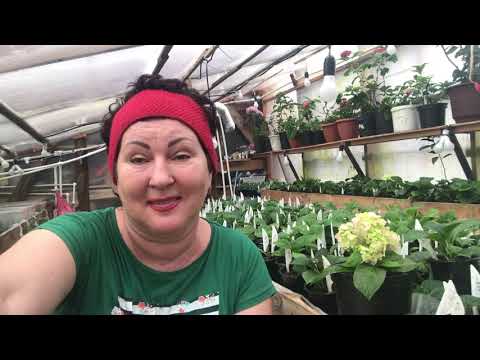 Секрет быстрого выращивания крупнолистных гортензии. Делюсь опытом. 23.03