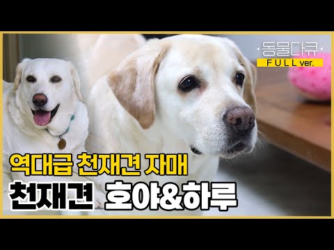 [풀버전] 역대급 천재견 호야&하루가 떴다! 천재견 '호야'와 행복한 '하루' 🐶❣️ | 동물극장 단짝 EP51 | KBS 230225 방송