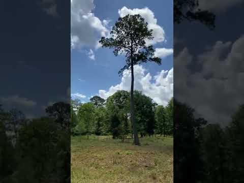 Cool looking endangered tree in Houston Texas