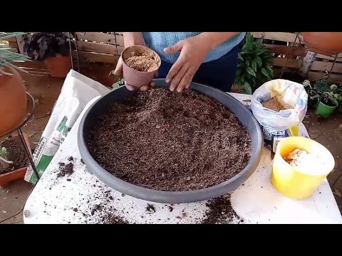 Soil for the Decembrist: what kind of soil does a Zygocactus need, and how to prepare the substra...