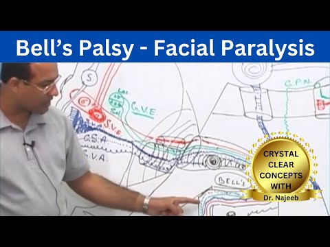Bell’s Palsy | Facial Paralysis | Neuroscience