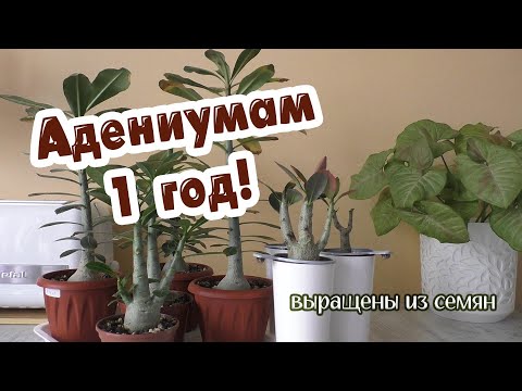 Адениумам из семян исполнился год