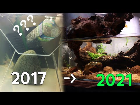 3 years of fish tank decoration growth process