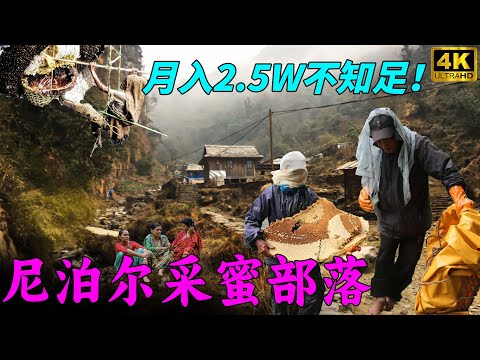 The Honey Hunter :One bite makes you addicted!  but can it be sold at a sky-high price abroad?