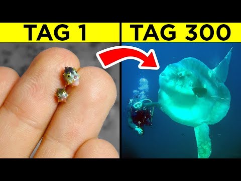 Unglaubliche Tierverwandlungen