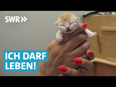 Tierheim-Doku – Tierpfleger suchen neues Zuhause für Kitten und Welpen