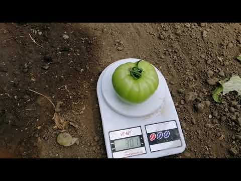 Выращивание томатов. Питание, подкормки в период начала плодоношения. Обзор Пинк Хит и Макан!