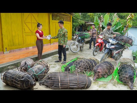 Selling A Herd Of 60KG Pigs Each After 200 Days Of Raising - Buy New Herd Of Piglets To Raise