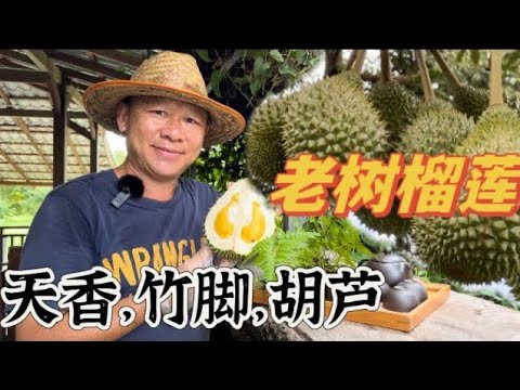 Visiting the old durian trees in Johor Durian Farm