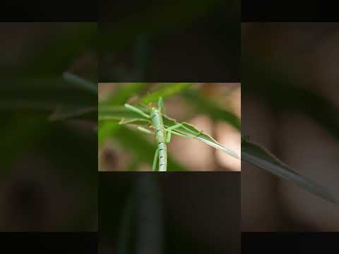 Watch the Peppermint Stick Insect Fight Green Tree Ants | #DeepLook #Shorts