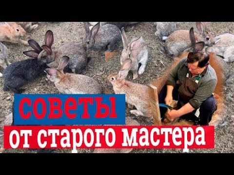 Обработка шкур кролика. Выделка шкур