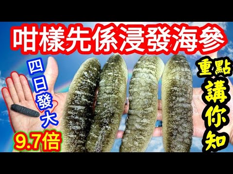海參發大十倍🟤 浸發海參🟤 新方法🟤簡單容易🟤