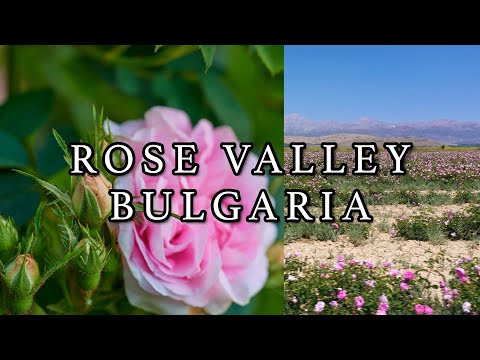 Bulgaria's Rose Valley: A Fragrant Wonderland