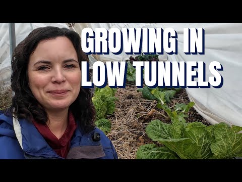 Crops That SURVIVED the early season cold in Low Tunnels (And What FAILED!)