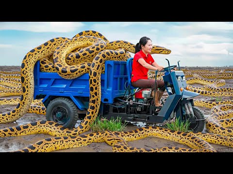 Harvest Giant Carpet Python & Go to Market Sell | 200KG python attacks newly hatched chicken coop