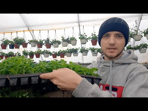 2 самых быстрых способа дохода в тепличном бизнесе