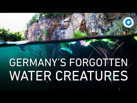 Germany’s Secret Rivers: Ancient Fish, Hidden Creatures, and Coastal Wonders | Full Documentary