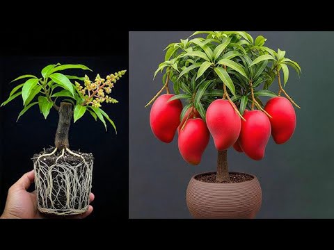 TECHNIQUE: Using bananas to stimulate roots for mango trees to grow quickly, giving high yield