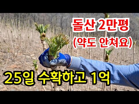 Farmer earns 100 million won by planting zelkova trees on a rocky mountain
