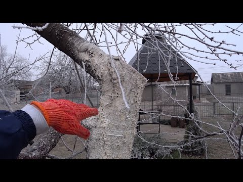 Pruning OLD trees 20 years and MORE