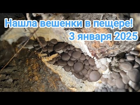 Где прячутся грибы зимой! Новогодний сбор 03.01.2025.