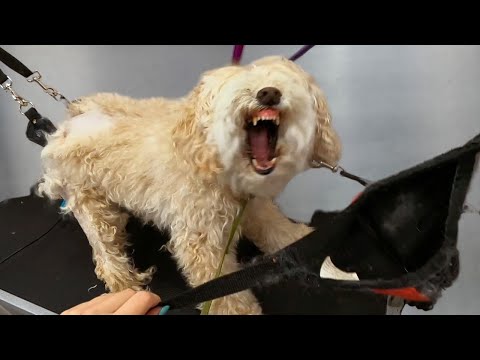 The First Groom That Has Ever Brought Me To Tears | Veterinarian Referral