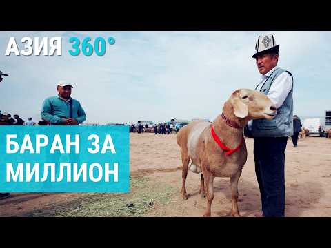 Бараны по цене квартиры. Самые дорогие животные ЦА | АЗИЯ 360°