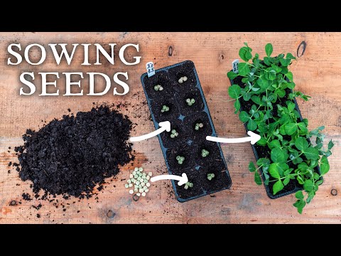 The No-Nonsense Seed Sowing Guide (For Vegetable Gardeners)