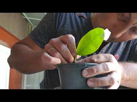 Щеплення лимона двома способами .