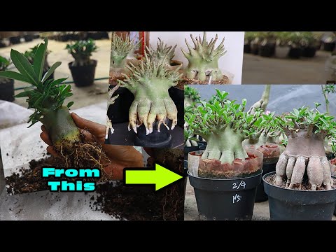 How to Make Adenium Roots Grow Compact Like Octopus Legs. Adenium Root Program. Desert Rose Bonsai.