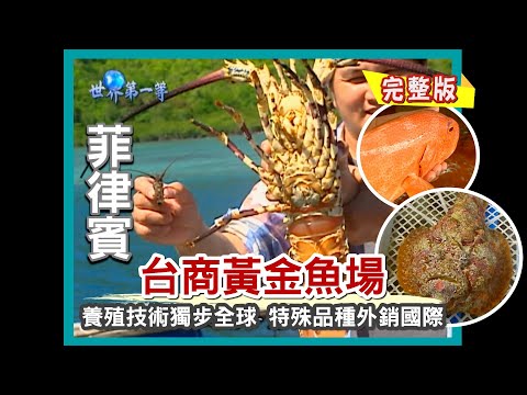 【菲律賓】台商黃金魚場 特殊品種外銷國際（世界石斑大王／巨無霸蝦王／50美金白蝦／石頭人臉怪魚）｜《世界第一等》453集小馬完整版