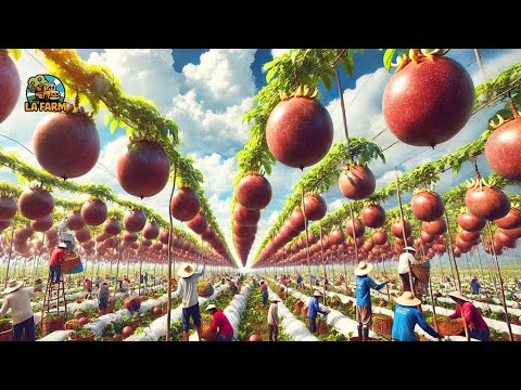 How Indian Farmers Harvest A Million Passion Fruits: Processing Factory | Farming Documentary