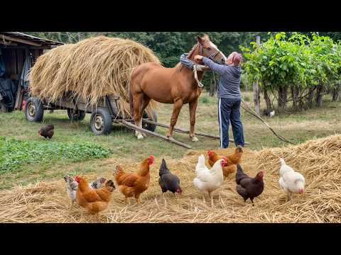 Rustic Ukrainian Countryside – Daily Life, Harvest & Traditional Cooking