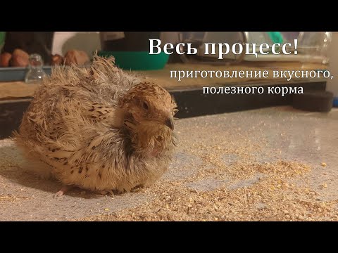 Чем кормить перепелов? Делаем комбикорм своими руками.