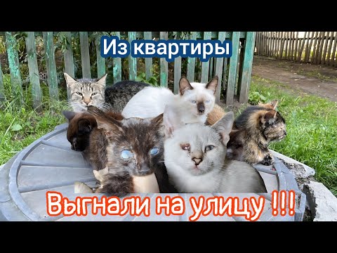 Cats Evicted to the Street with Sick Kittens /help save cats and kittens