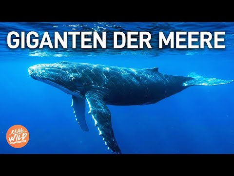 Im Reich der Tiefe: Die geheime Welt der Ozeane | XXL Doku