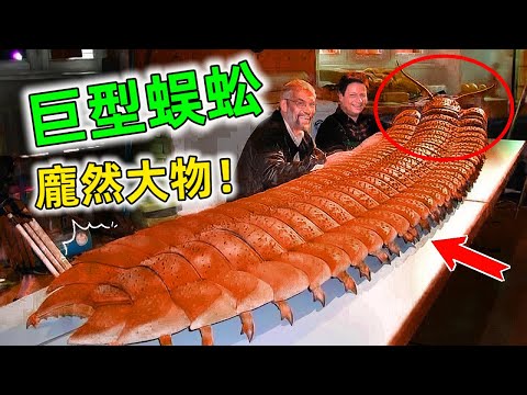 這些巨型昆蟲真的是太讓人大開眼界了，網友：這世界太神奇了#世界最大昆蟲 #巨型昆蟲 #top10 #世界之最 #王宇觀地球