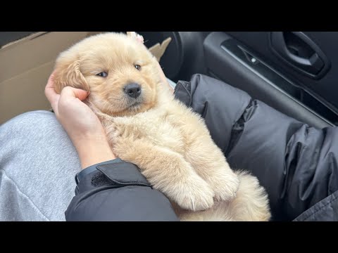 골댕아 우리 가족이 되주라! 골댕이 분양