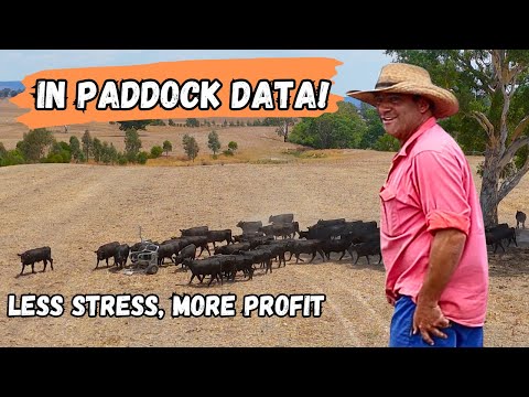 Inside the Amazing Tech of a 3000-Steer Farm