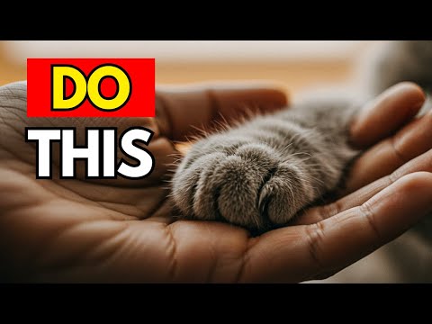20 Ways to Tell Your Cat “I LOVE YOU” so They Can Understand! | Cat Flix