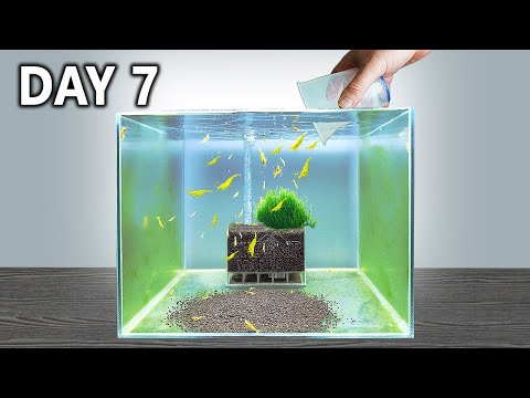 Shrimp Tank Setup in 7 Days! Would it work?